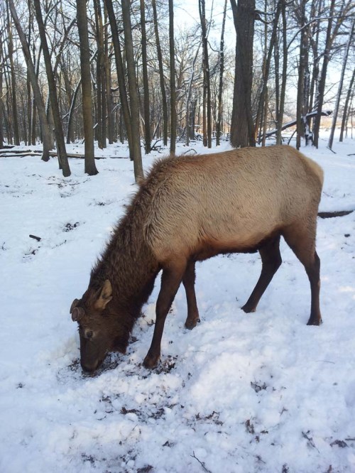 I got pretty close to the local Elk